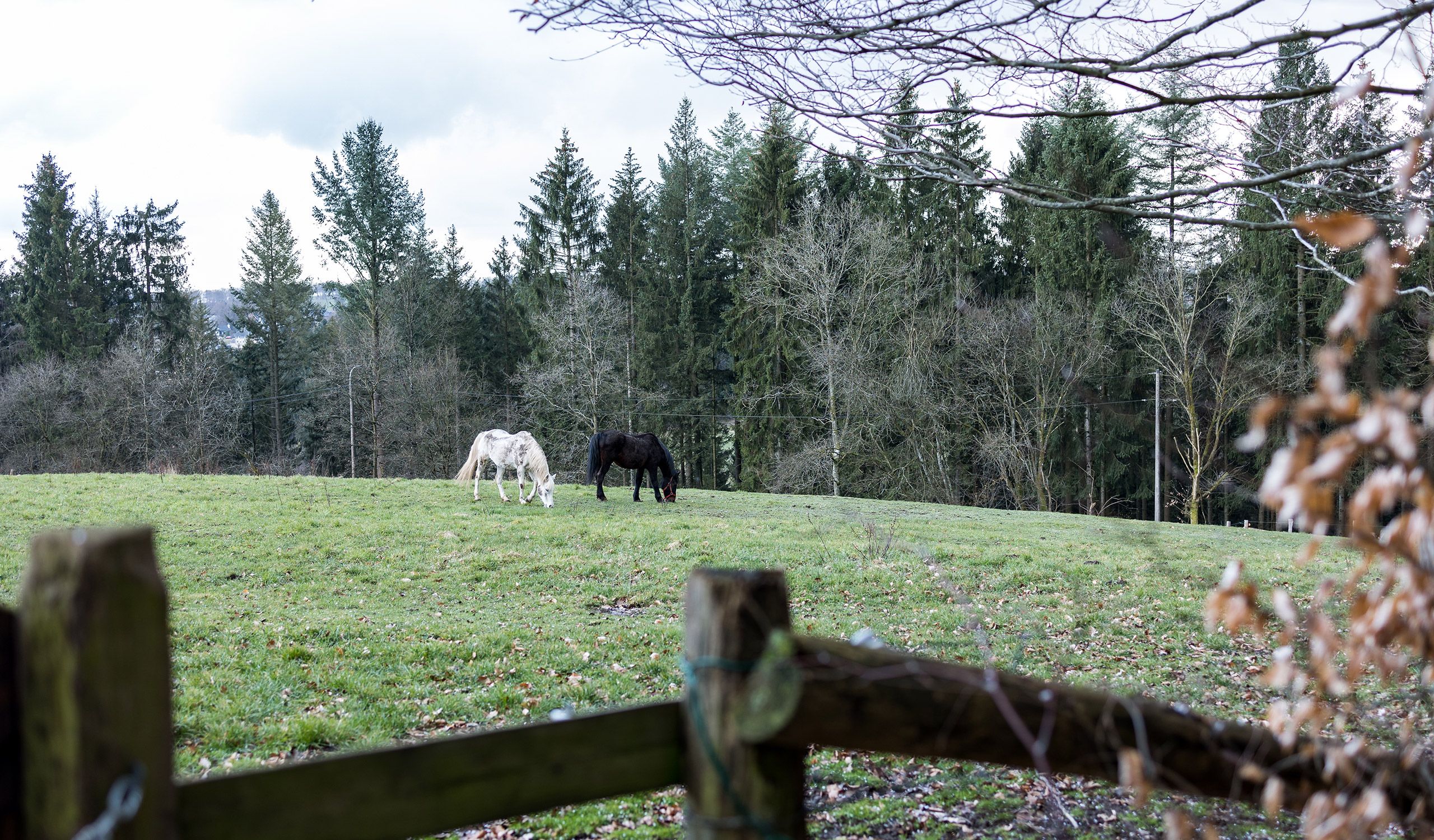 Cercle équestre de Waimes